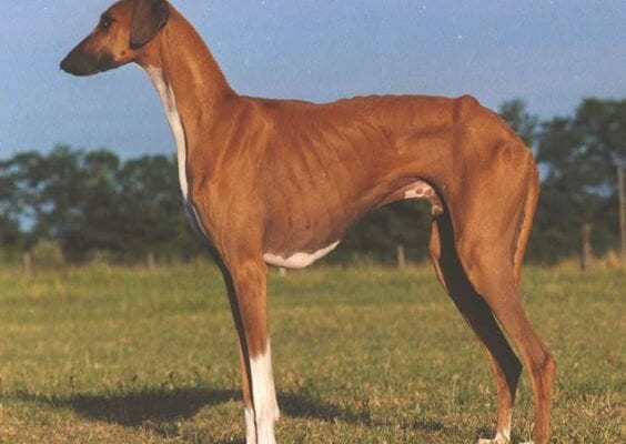 Azawakh - Una de las razas de perros más raras